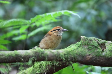 Schneider pittası (Hydrornis schneideri), Pittidae familyasından bir kuş türü. Endonezya 'da Sumatra' ya özgü..