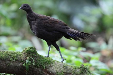 Bronz kuyruklu tavus kuşu sülünü (Polyplectron chalcurum) ayrıca Sumatra tavus kuşu sülünü olarak da bilinir..