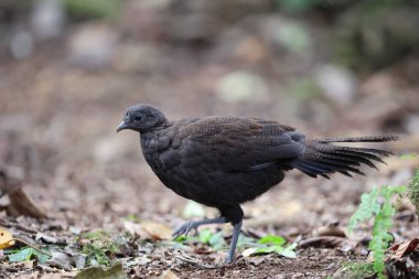 Bronz kuyruklu tavus kuşu sülünü (Polyplectron chalcurum) ayrıca Sumatra tavus kuşu sülünü olarak da bilinir..