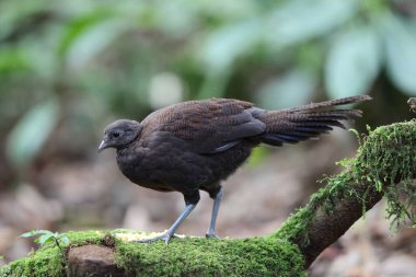 Bronz kuyruklu tavus kuşu sülünü (Polyplectron chalcurum) ayrıca Sumatra tavus kuşu sülünü olarak da bilinir..