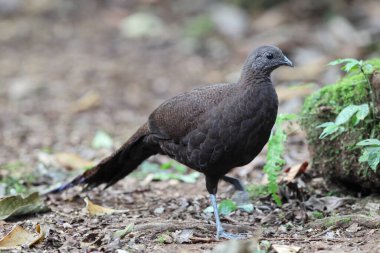 Bronz kuyruklu tavus kuşu sülünü (Polyplectron chalcurum) ayrıca Sumatra tavus kuşu sülünü olarak da bilinir..