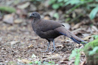 Bronz kuyruklu tavus kuşu sülünü (Polyplectron chalcurum) ayrıca Sumatra tavus kuşu sülünü olarak da bilinir..