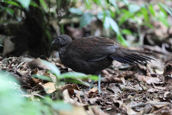 Bronz kuyruklu tavus kuşu sülünü (Polyplectron chalcurum) ayrıca Sumatra tavus kuşu sülünü olarak da bilinir..