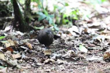 Bronz kuyruklu tavus kuşu sülünü (Polyplectron chalcurum) ayrıca Sumatra tavus kuşu sülünü olarak da bilinir..