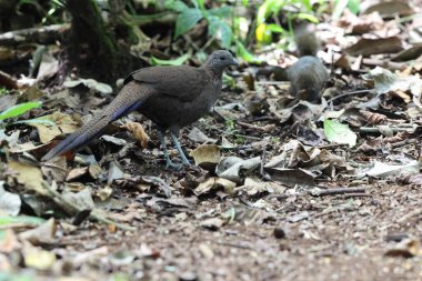 Bronz kuyruklu tavus kuşu sülünü (Polyplectron chalcurum) ayrıca Sumatra tavus kuşu sülünü olarak da bilinir..