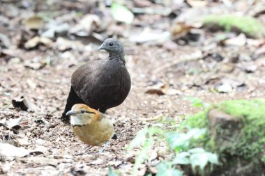 Bronz kuyruklu tavus kuşu sülünü (Polyplectron chalcurum) ayrıca Sumatra tavus kuşu sülünü olarak da bilinir..