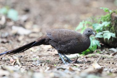 Bronz kuyruklu tavus kuşu sülünü (Polyplectron chalcurum) ayrıca Sumatra tavus kuşu sülünü olarak da bilinir..