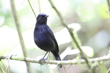 Parlak ıslık çalıkuşu (Myophonus melanurus), Muscicapidae familyasından bir kuş türü. Sumatra 'daki Barisan Dağları' na özgüdür..