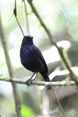 Parlak ıslık çalıkuşu (Myophonus melanurus), Muscicapidae familyasından bir kuş türü. Sumatra 'daki Barisan Dağları' na özgüdür..