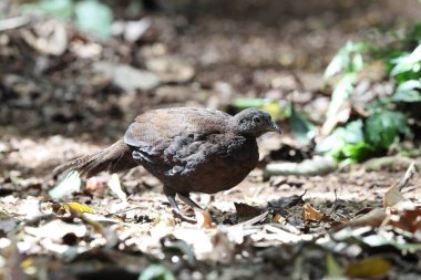 Bronz kuyruklu tavus kuşu sülünü (Polyplectron chalcurum) ayrıca Sumatra tavus kuşu sülünü olarak da bilinir..
