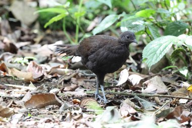 Bronz kuyruklu tavus kuşu sülünü (Polyplectron chalcurum) ayrıca Sumatra tavus kuşu sülünü olarak da bilinir..