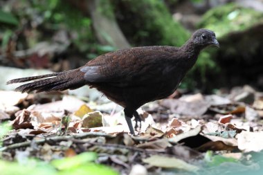 Bronz kuyruklu tavus kuşu sülünü (Polyplectron chalcurum) ayrıca Sumatra tavus kuşu sülünü olarak da bilinir..
