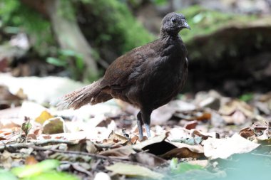 Bronz kuyruklu tavus kuşu sülünü (Polyplectron chalcurum) ayrıca Sumatra tavus kuşu sülünü olarak da bilinir..