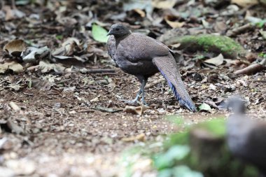 Bronz kuyruklu tavus kuşu sülünü (Polyplectron chalcurum) ayrıca Sumatra tavus kuşu sülünü olarak da bilinir..