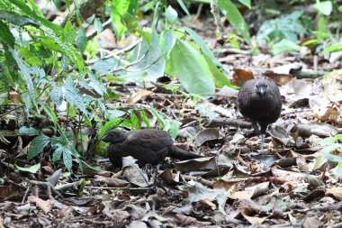 Bronz kuyruklu tavus kuşu sülünü (Polyplectron chalcurum) ayrıca Sumatra tavus kuşu sülünü olarak da bilinir..