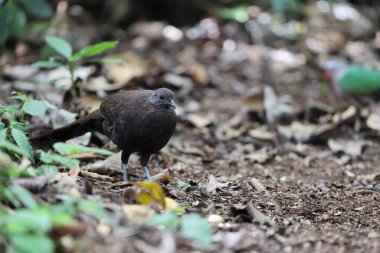 Bronz kuyruklu tavus kuşu sülünü (Polyplectron chalcurum) ayrıca Sumatra tavus kuşu sülünü olarak da bilinir..