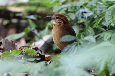 Schneider pittası (Hydrornis schneideri), Pittidae familyasından bir kuş türü. Endonezya 'da Sumatra' ya özgü..