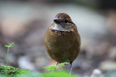 Schneider pittası (Hydrornis schneideri), Pittidae familyasından bir kuş türü. Endonezya 'da Sumatra' ya özgü..