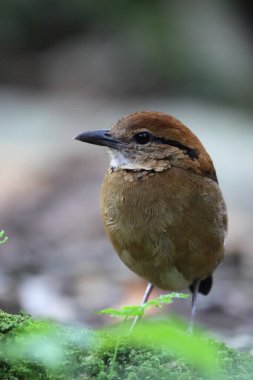 Schneider pittası (Hydrornis schneideri), Pittidae familyasından bir kuş türü. Endonezya 'da Sumatra' ya özgü..