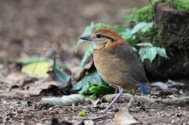 Schneider pittası (Hydrornis schneideri), Pittidae familyasından bir kuş türü. Endonezya 'da Sumatra' ya özgü..