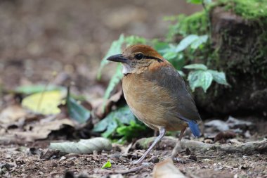 Schneider pittası (Hydrornis schneideri), Pittidae familyasından bir kuş türü. Endonezya 'da Sumatra' ya özgü..