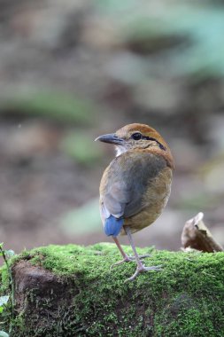 Schneider pittası (Hydrornis schneideri), Pittidae familyasından bir kuş türü. Endonezya 'da Sumatra' ya özgü..
