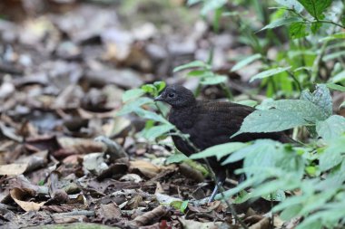 Bronz kuyruklu tavus kuşu sülünü (Polyplectron chalcurum) ayrıca Sumatra tavus kuşu sülünü olarak da bilinir..
