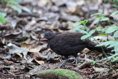 Bronz kuyruklu tavus kuşu sülünü (Polyplectron chalcurum) ayrıca Sumatra tavus kuşu sülünü olarak da bilinir..