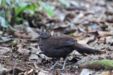 Bronz kuyruklu tavus kuşu sülünü (Polyplectron chalcurum) ayrıca Sumatra tavus kuşu sülünü olarak da bilinir..