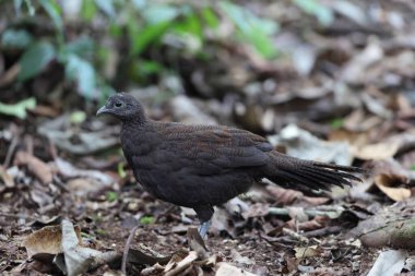 Bronz kuyruklu tavus kuşu sülünü (Polyplectron chalcurum) ayrıca Sumatra tavus kuşu sülünü olarak da bilinir..