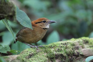 Schneider pittası (Hydrornis schneideri), Pittidae familyasından bir kuş türü. Endonezya 'da Sumatra' ya özgü..