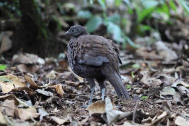 Bronz kuyruklu tavus kuşu sülünü (Polyplectron chalcurum) ayrıca Sumatra tavus kuşu sülünü olarak da bilinir..