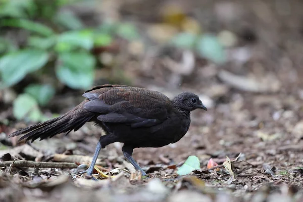 Bronz kuyruklu tavus kuşu sülünü (Polyplectron chalcurum) ayrıca Sumatra tavus kuşu sülünü olarak da bilinir..
