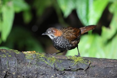 Mermer çalıkuşu (
