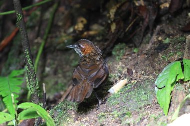 Mermer çalıkuşu (