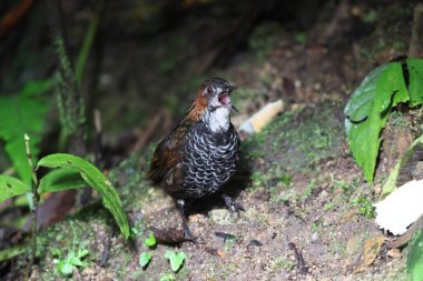 Mermer çalıkuşu (