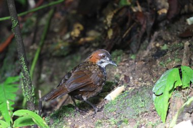 Mermer çalıkuşu (