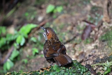 Mermer çalıkuşu (