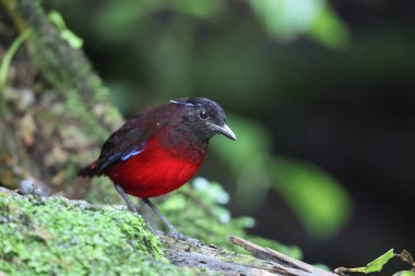 Sumatra, Endonezya 'daki zarif pitta (Erythropitta venusta).