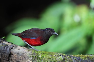 Sumatra, Endonezya 'daki zarif pitta (Erythropitta venusta).