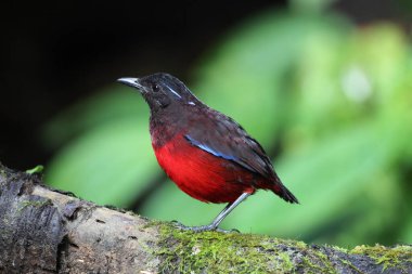 Sumatra, Endonezya 'daki zarif pitta (Erythropitta venusta).