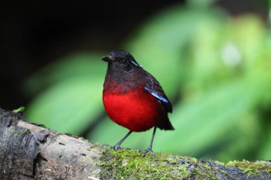 Sumatra, Endonezya 'daki zarif pitta (Erythropitta venusta).