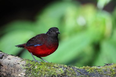 Sumatra, Endonezya 'daki zarif pitta (Erythropitta venusta).