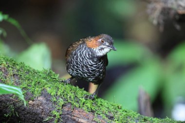 Mermer çalıkuşu (