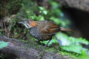 Mermer çalıkuşu (