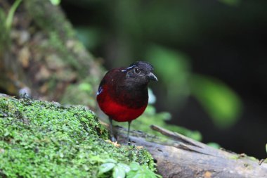 Sumatra, Endonezya 'daki zarif pitta (Erythropitta venusta).