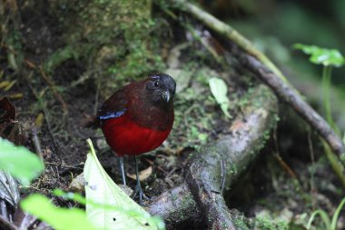 Sumatra, Endonezya 'daki zarif pitta (Erythropitta venusta).