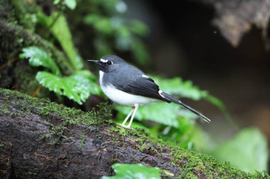 Sunda forktail (Enicurus velatus sumatranus), Muscicapidae familyasından bir kuş türü. Bu fotoğraf Sumatra, Endonezya 'da çekildi.