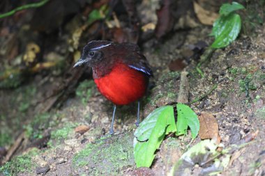 Sumatra, Endonezya 'daki zarif pitta (Erythropitta venusta).