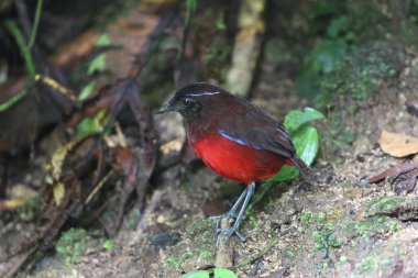Sumatra, Endonezya 'daki zarif pitta (Erythropitta venusta).